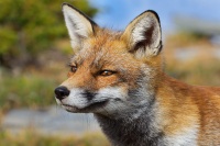 Liska obecna - Vulpes vulpes - Red Fox 2129